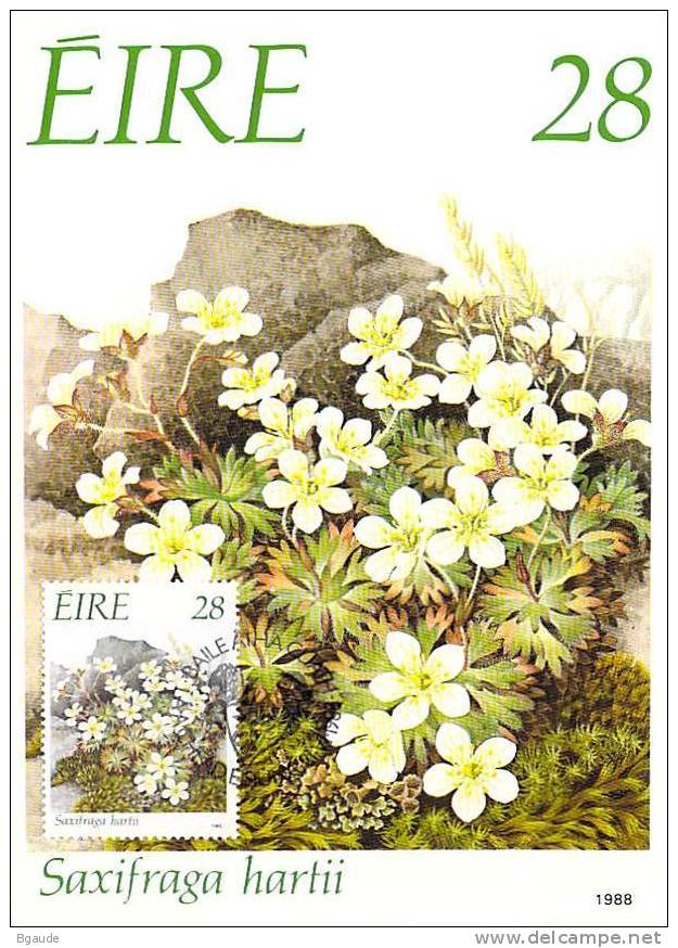 IRLANDE CARTE MAXIMUM NUM YVERT  658  FLORE FLEUR EN VOIE DE DISPARITION PROTECTION DE LA NATURE - Cartes-maximum