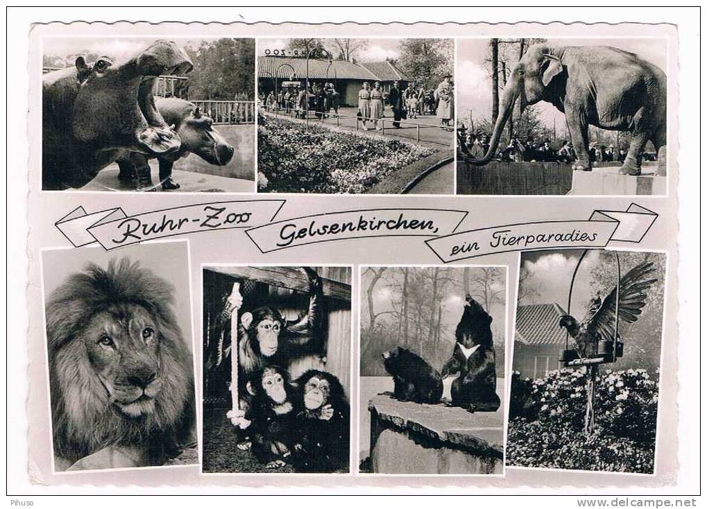 D1765 :  GELSENKIRCHEN : Ruhr-ZOO - Ein Tierparadies ( Dierentuin) - Gelsenkirchen