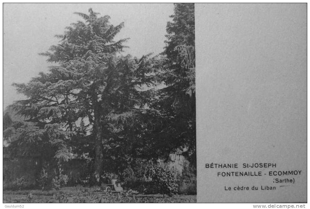 Béthanie St Joseph, Fontenaille Ecommoy : Le Cèdre Du Liban - Ecommoy