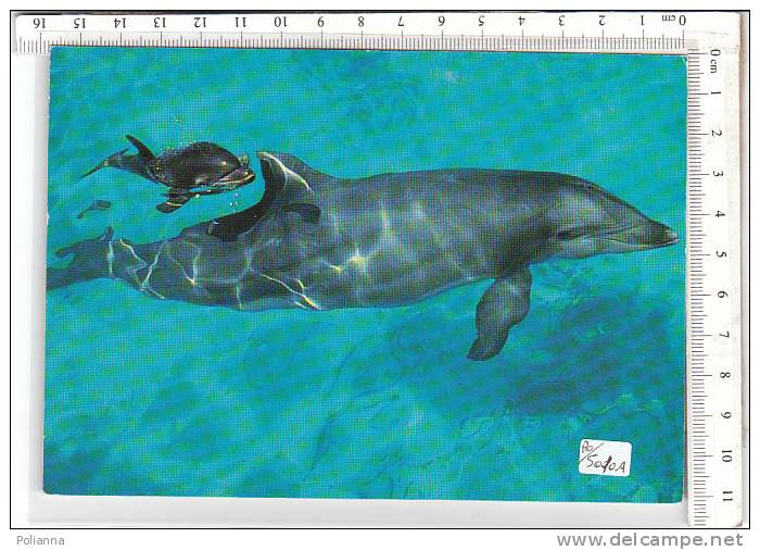 PO5010A# DELFINO Con CUCCIOLO - DOLPHIN  No VG - Dolphins