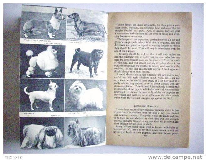 LIVRE THE PAN BOOK OF DOGS CATHERINE FISCHER CHIENS HUNDE 90 BREEDS RACES ANIMAL RACE CANINE CANICHE TERRIER YORKSHIRE - Animales