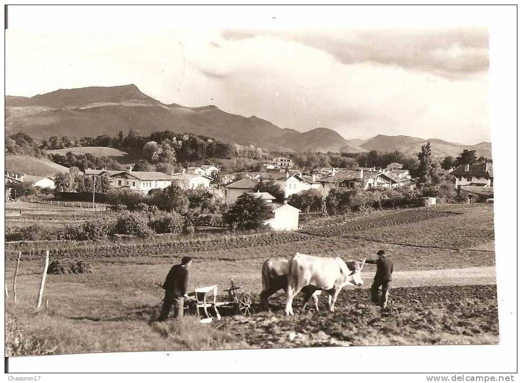 64 - St JEAN DE LUZ  - Vue Sur La Rhune, Quartier Putchuteguia - Animée : Labour à La Charrue Tirée Par 2 Boeufs - Landbouw