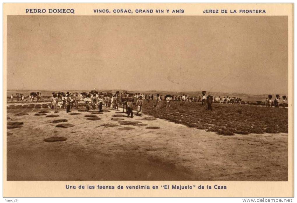 CPA - Jerez De La Frontera - Bodega Pedro Domecq - Una De Las Faenas De Vendimia En " El Majuelo " De La Casa - Cádiz