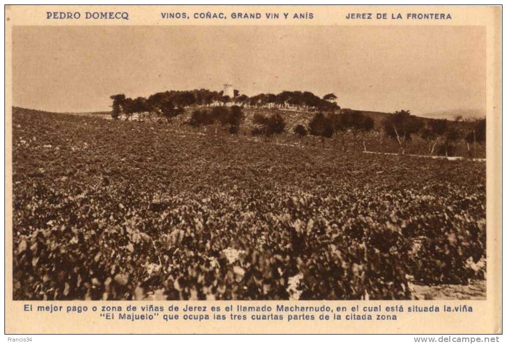 CPA - Jerez De La Frontera - Bodega Pedro Domecq - El Major O Zona De Viñas De Jerez Es El Llamado Macharnudo - Cádiz