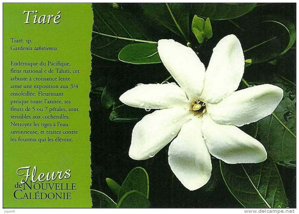 Nouvelle Calédonie (I) -  New Caledonia - CPM Neuve (**) - Postcard (unused) - FOOTPRINT - N° 374 - Fleur - Flore - Nueva Caledonia