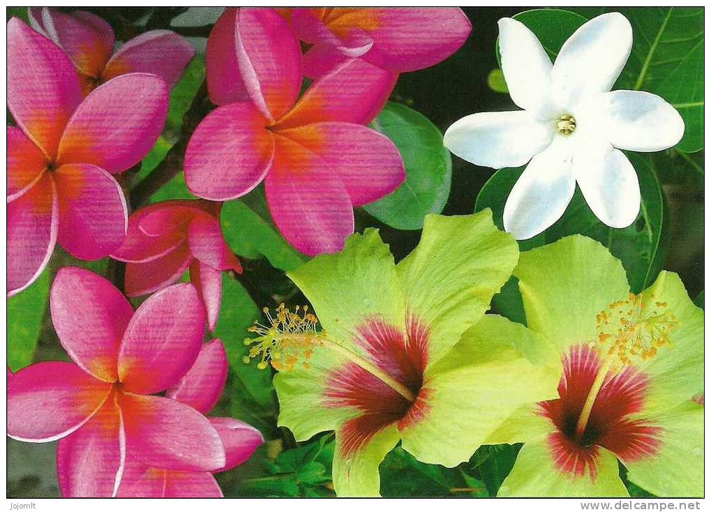 Nouvelle Calédonie (I) -  New Caledonia - CPM Neuve (**) - Postcard (unused) - FOOTPRINT - N° 84 N - Fleur - Flore - New Caledonia
