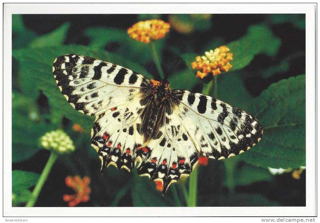 NL.- Vlinder, Griekse Bergpage. Foto Noorder Dierenpark. Uitgave Astmafonds. - Mariposas