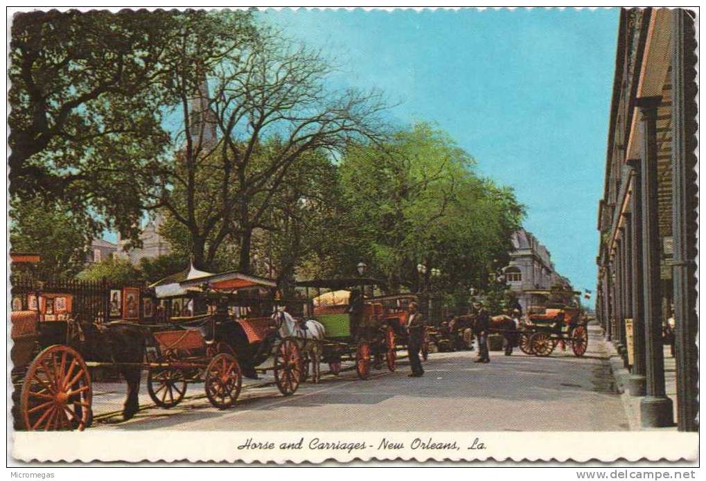 Horse And Carriages - New Orleans - New Orleans