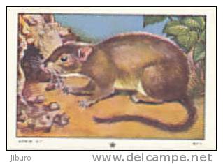 Image Rongeur / Surmulot / Norway Rat  // Ref IM 6-K/25 - Nestlé