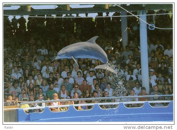 Dauphins  Saut  Marineland Côte D´Azur  CPSM Non Circulé TBE - Dolfijnen