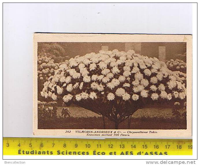 Essonne.Verrières Le Buisson.Etablissements Vilmorin-Andrieux.Chrysanthèmes Tokio - Verrieres Le Buisson