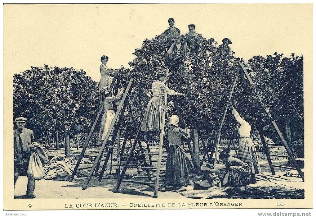 LA COTE D´AZUR  CUEILLETTE DE LA FLEUR D´ORANGER          C1959 - Provence-Alpes-Côte D'Azur