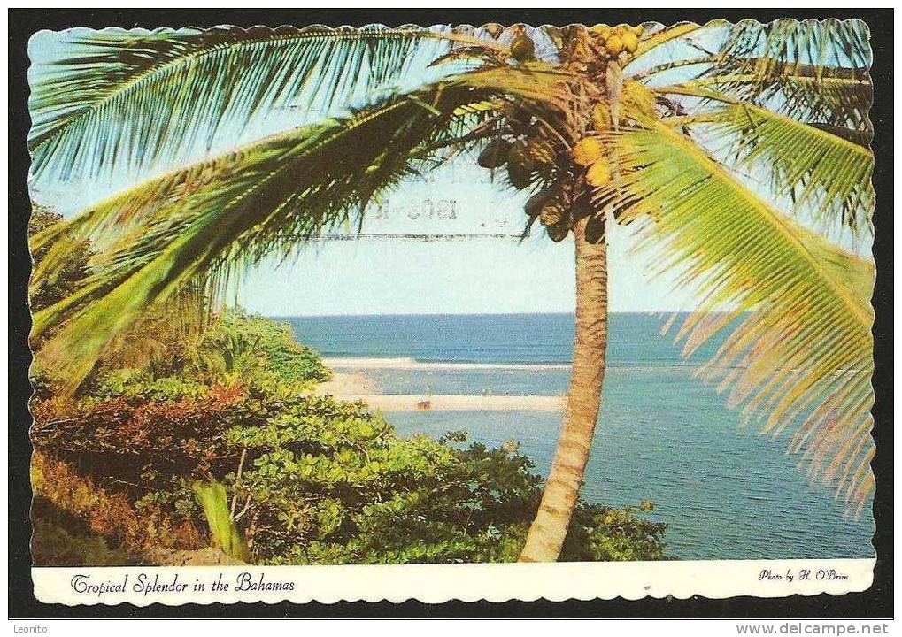 Tropical Splendor In The Bahamas Freeport 1980 - Bahamas