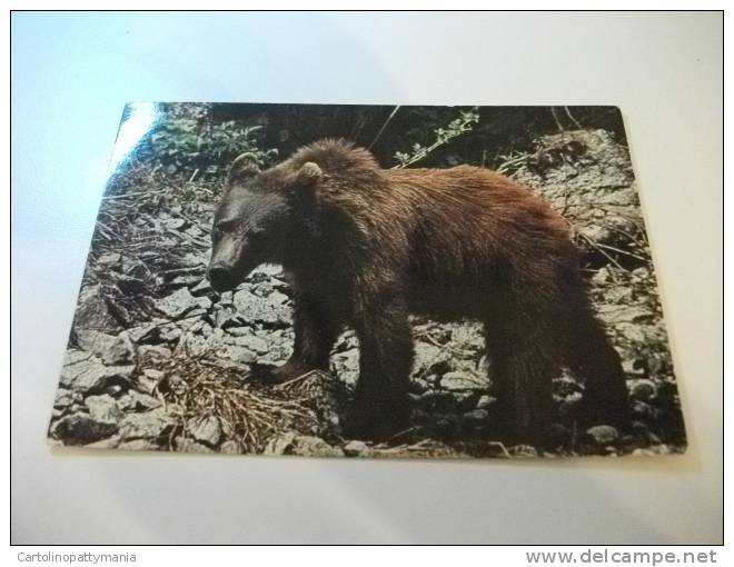 Orso Gruppo Adamello Presanella Trentino  Val Di Genova - Bears