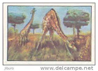 Image /  La Girafe  /  Animaux  // Ref IM 6-K/117 - Nestlé