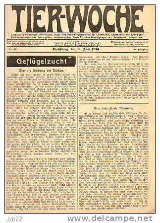 Zeitung Journal Tier-Woche Strasbourg 18-06-1914 En Allemand - Animal Animaux Vieilles Pub - Coq Faisan Vache élévage - Autres & Non Classés