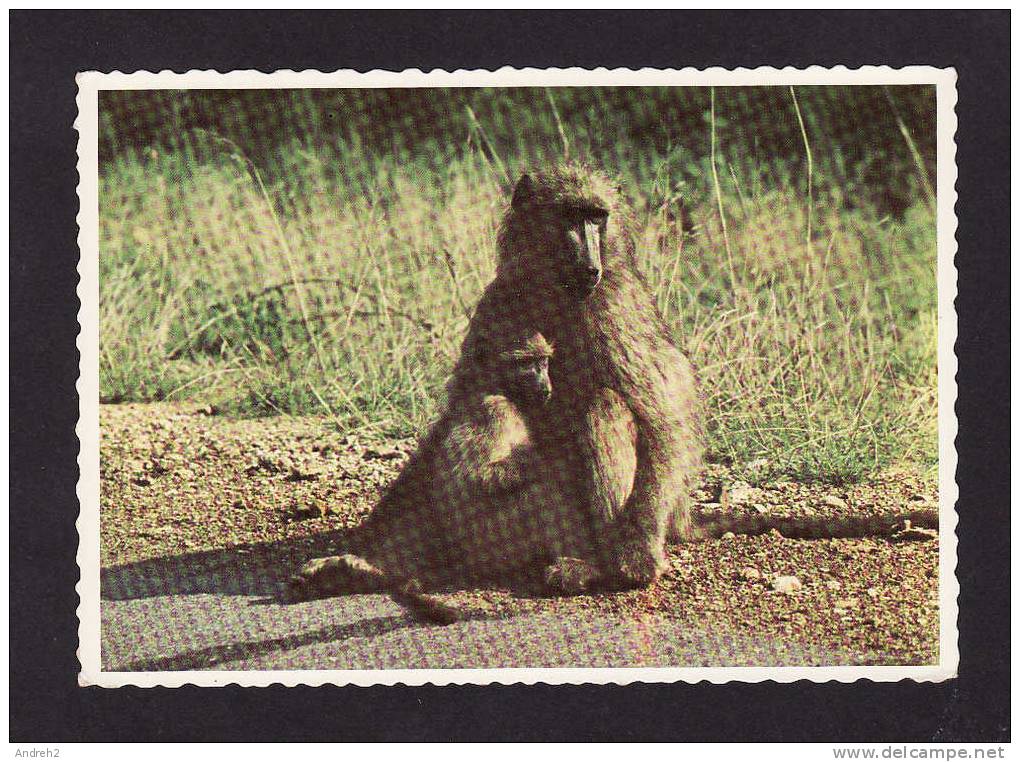 ANIMALS  - SOUTH AFRICA  -  SINGE - MONKEY - FEMALE BABOON WITH HER BABY  -  BY PROTEA COLOUR PRINTS - Singes