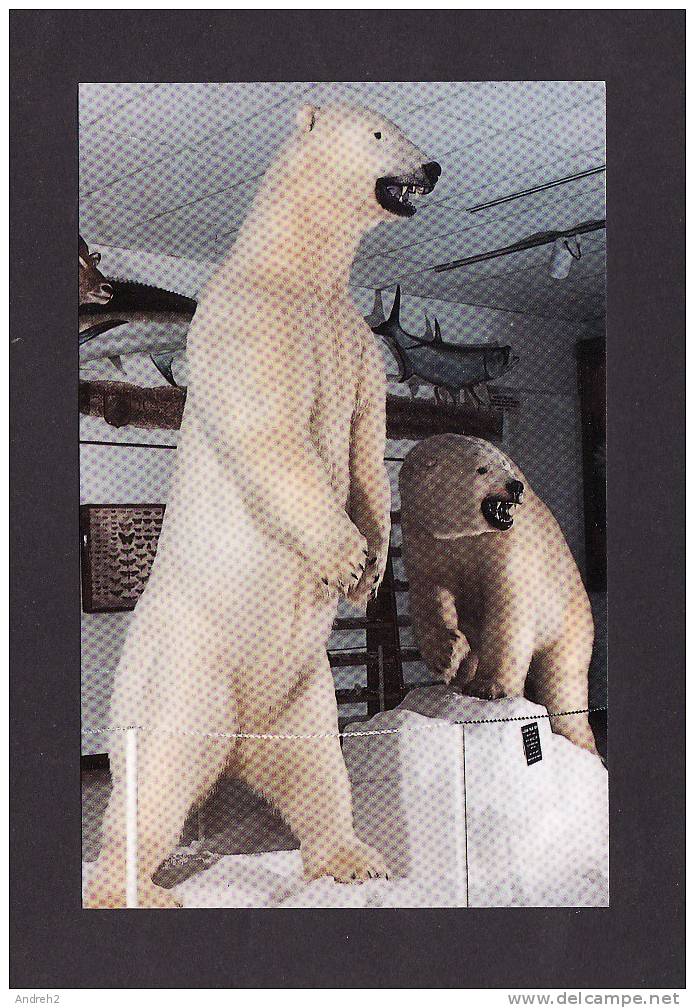 ANIMALS  - OURS - POLAR BEAR  - RALPH FOSTER MUSEUM - COLLEGE OF THE OZARKS - POINT LOOKOUT MO - PHOTO BRIAN STORM - Bears