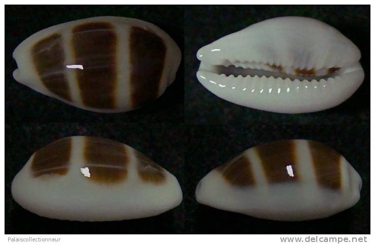 N°3784 // CYPRAEA ASELLUS BITAENIATA  "Nelle-CALEDONIE" // F+++  : 15,8mm  . - Coquillages