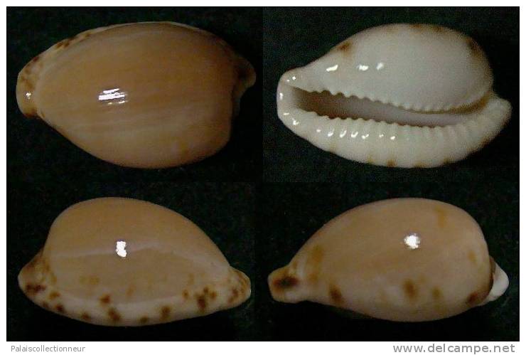 N°3792 // CYPRAEA  ALGOENSIS  "AFRIQUE Du SUD" // F++/F+++  : 22,5mm  . - Muscheln & Schnecken