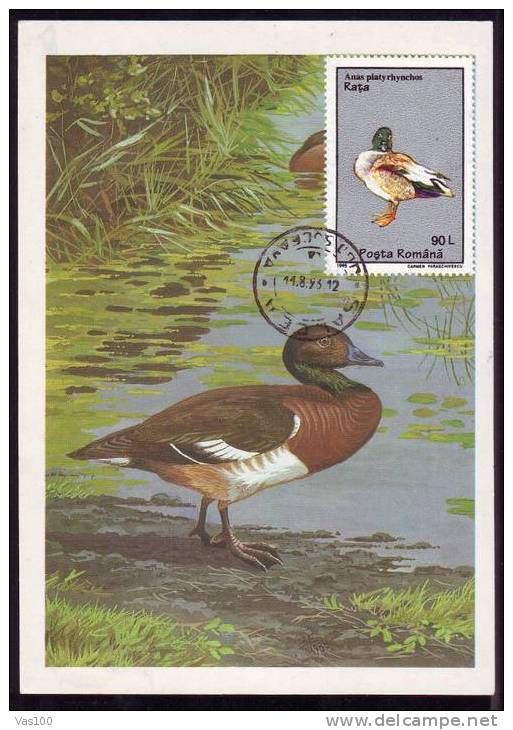 MAXI CARD BIRD CYGNES 1993 ROMANIA - Cygnes