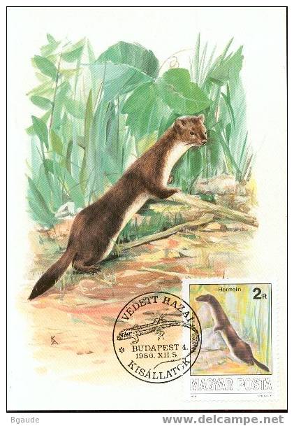 HONGRIE CARTE MAXIMUM NUM.YVERT  3072 ANIMAUX SAUVAGES PROTEGES  HERMINE - Maximum Cards & Covers