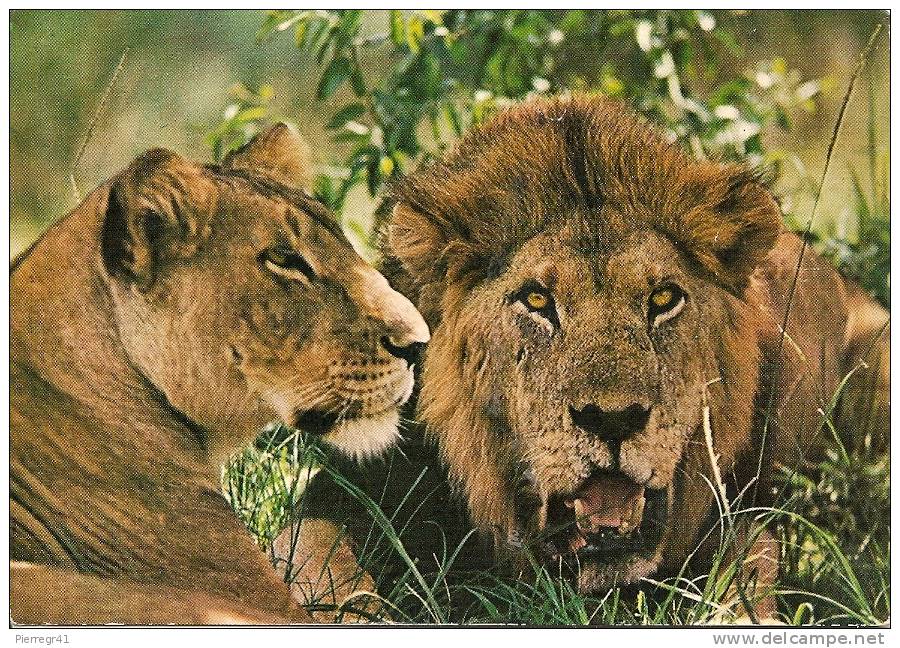 CARTE-1960/70-AFRIQUE-CAMEROUN-LIONS-TBE - Lions
