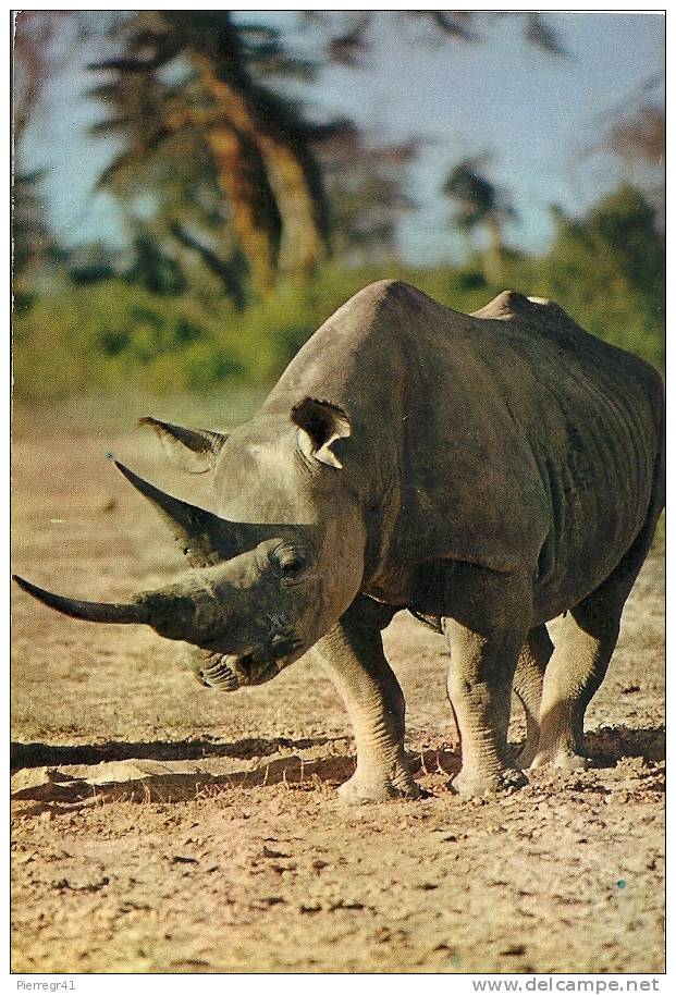 CARTE-AFRIQUE-1960/70-CAMEROUN-RH   INOCEROS-TBE - Rhinocéros