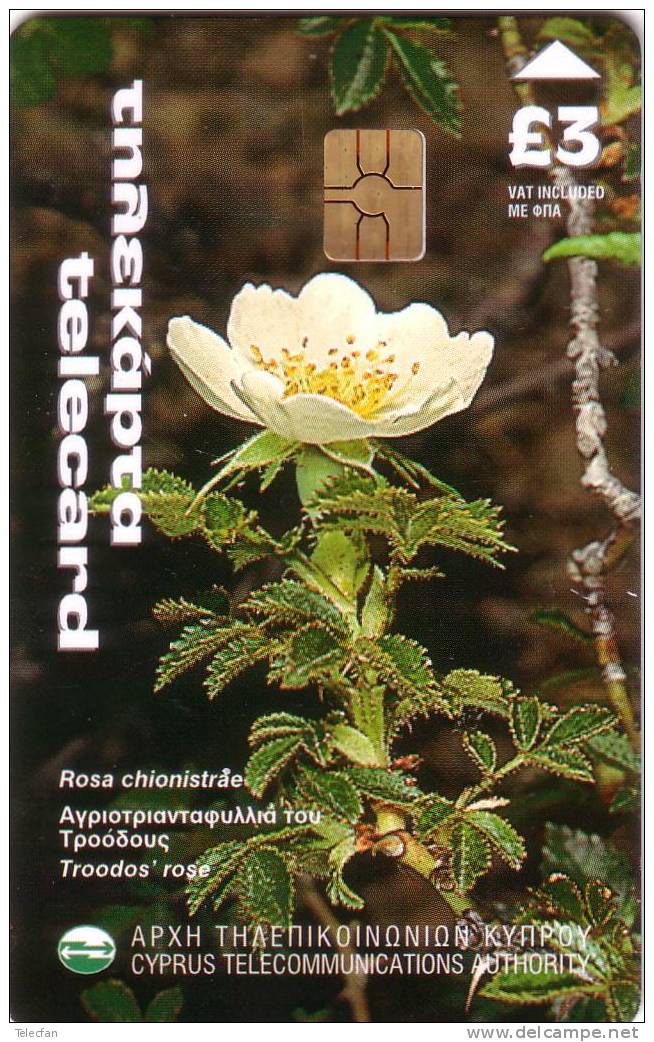 CHYPRE FLOWER FLEUR ROSE 3£ SUPERBE RARE - Chipre