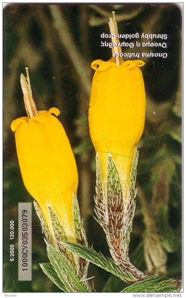 CHYPRE FLOWER FLEUR SHRUBBY GOLDEN DROP 3£ SUPERBE RARE - Cyprus