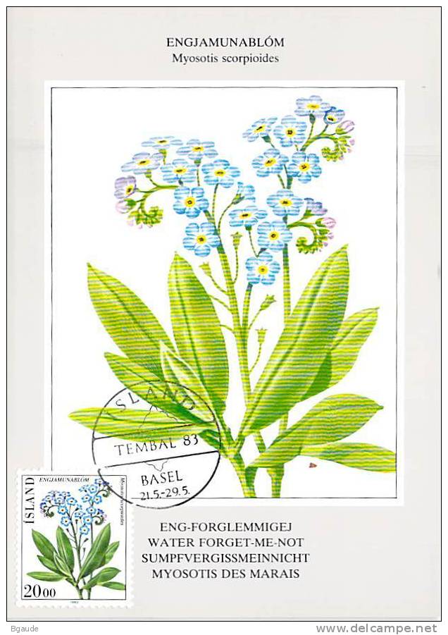 ISLANDE CARTE MAXIMUM NUM YVERT  548  FLEURS  FLORE PROTECTION DE LA NATURE - Maximum Cards