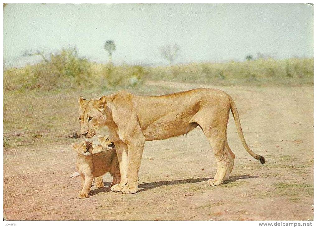 An Affectionnate Lioness And Her Cubs.... - Lions