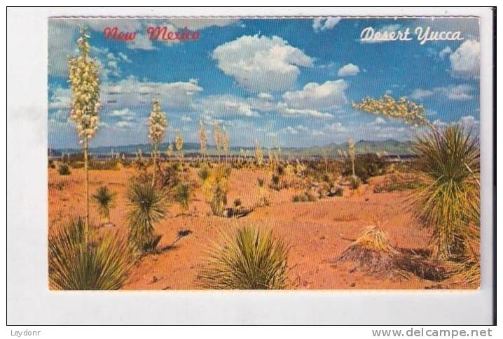 Desert Yucca, New Mexico State Flower - Sonstige & Ohne Zuordnung