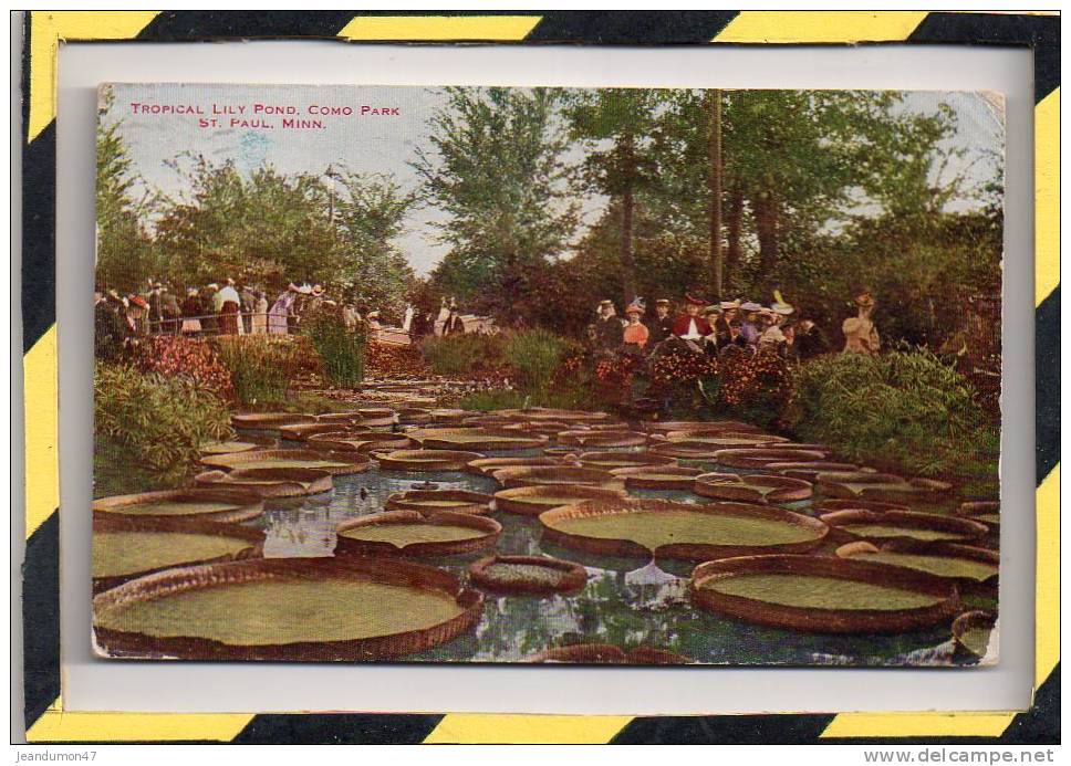 TROPICAL LILY POND. COMO PARK ST PAUL. MINN. - St Paul