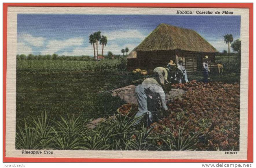 E071, Habana , Cosecha De Pinas , Pineapple Crop , Havana , 9B-H225 , Non Circulée - Cuba