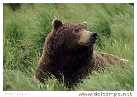 Post Stamp Card 0624 Fauna  Bear - Beren