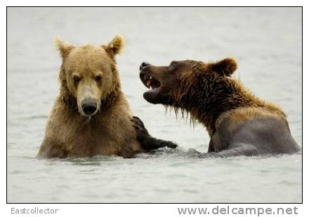 Post Stamp Card 0624 Fauna  Bear - Bears