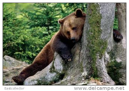 Post Stamp Card 0624 Fauna  Bear - Beren