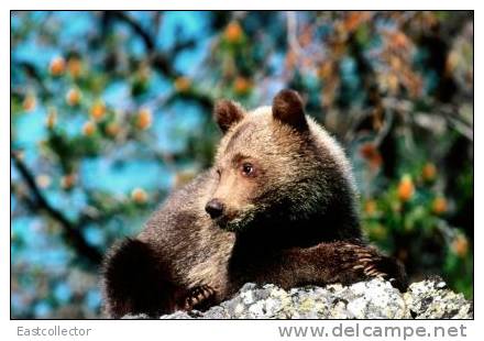 Post Stamp Card 0624 Fauna  Bear - Bears