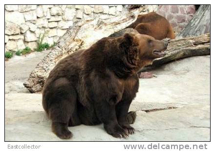 Post Stamp Card 0624 Fauna  Bear - Bears
