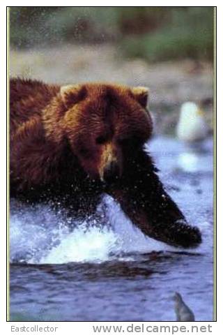 Post Stamp Card 0624 Fauna  Bear - Ours