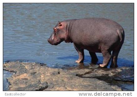 Post Stamp Card 0624 Fauna Behemo Thhippo Hippopotamus River Horse - Hippopotames