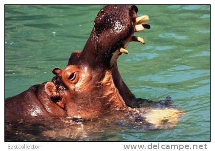 Post Stamp Card 0624 Fauna Behemo Thhippo Hippopotamus River Horse - Hippopotamuses