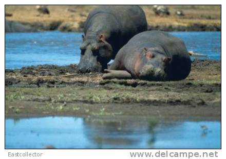 Post Stamp Card 0624 Fauna Behemo Thhippo Hippopotamus River Horse - Flusspferde