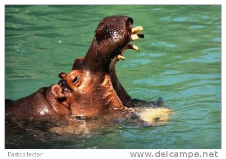 Post Stamp Card 0624 Fauna Behemo Thhippo Hippopotamus River Horse - Flusspferde
