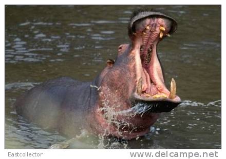 Post Stamp Card 0624 Fauna Behemo Thhippo Hippopotamus River Horse - Hippopotames