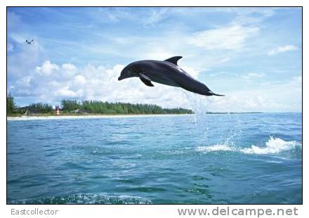 Post Stamp Card 0624 Fauna  Dolphins - Dolfijnen