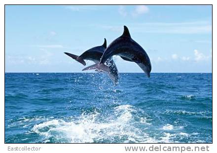 Post Stamp Card 0624 Fauna  Dolphins - Delfines