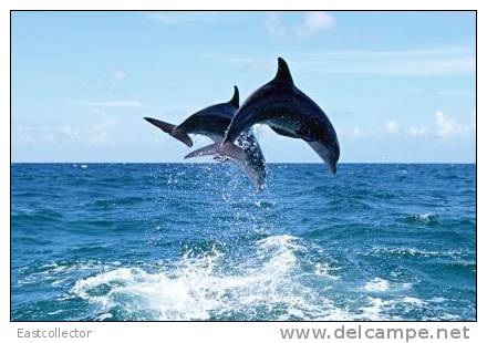 Post Stamp Card 0624 Fauna  Dolphins - Dolfijnen