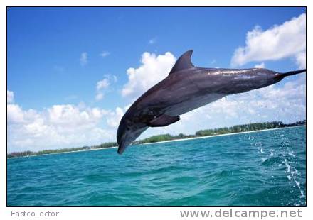Post Stamp Card 0624 Fauna  Dolphins - Dolfijnen